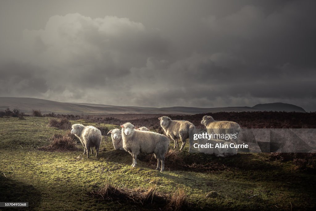 Kudde schapen grazen in het wild met dikke jassen, met verre heuvels en donkere humeurig hemel
