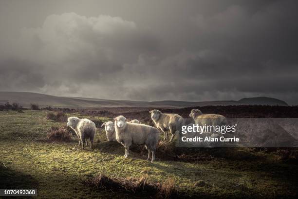 herd of sheep grazing in the wild with thick coats, with distant hills and dark moody sky - sheep stock pictures, royalty-free photos & images