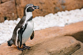 Humboldt Penguin, Spheniscus humboldti