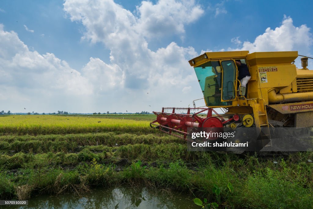 Local farmer uses machine to harvest rice on paddy field. Sabak Bernam is one of the major rice supplier in Malaysia.