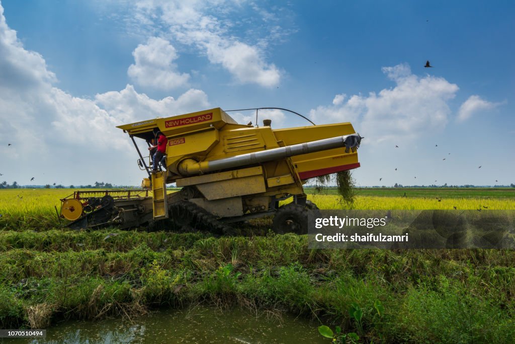 Local farmer uses machine to harvest rice on paddy field. Sabak Bernam is one of the major rice supplier in Malaysia.