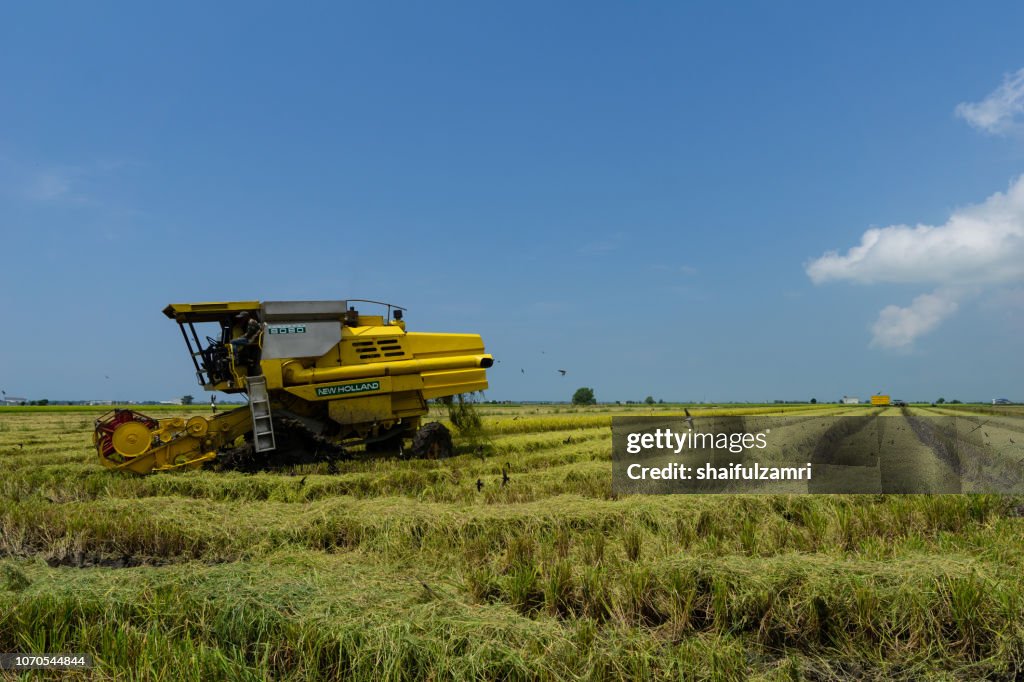 Local farmer uses machine to harvest rice on paddy field. Sabak Bernam is one of the major rice supplier in Malaysia.