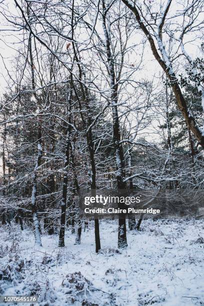 winter snow scene, bare trees covered in snow, in a country park - newbury england stock pictures, royalty-free photos & images