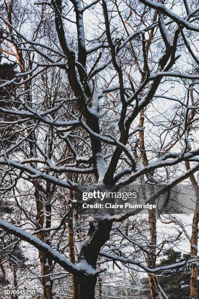 cropped close-up of snow on the branches from a bare tree on a cold winter morning - newbury england stock pictures, royalty-free photos & images