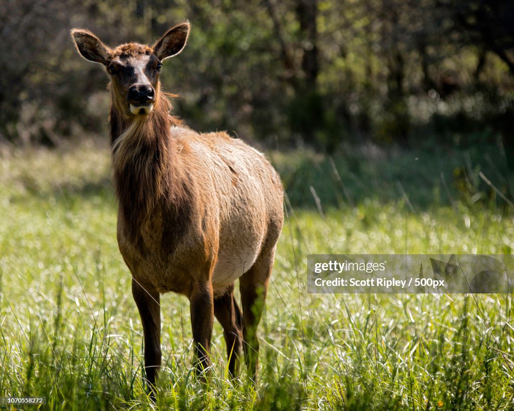Northern Pacific Coast elk