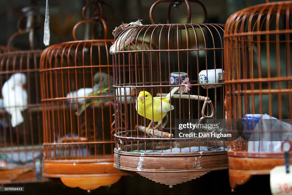 Bird market in Hong Kong