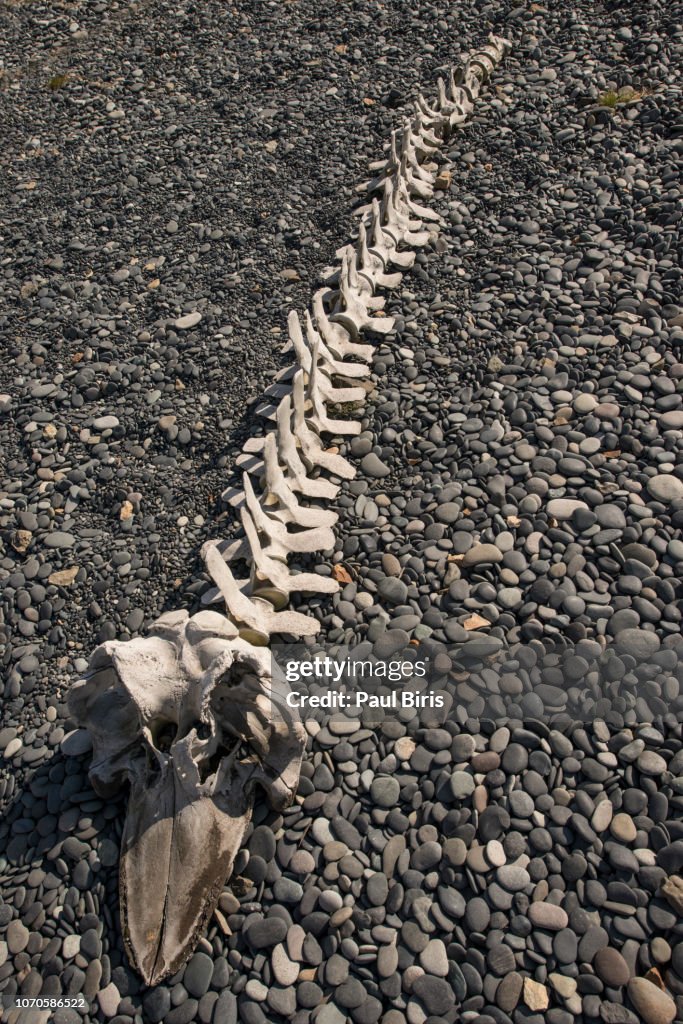 Skeleton of big fish on the Beach in Iceland