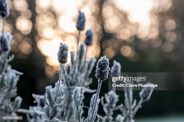 close-up of dead lavender plant covered with frost in the garden - lovely frozen leaves stock pictures, royalty-free photos & images