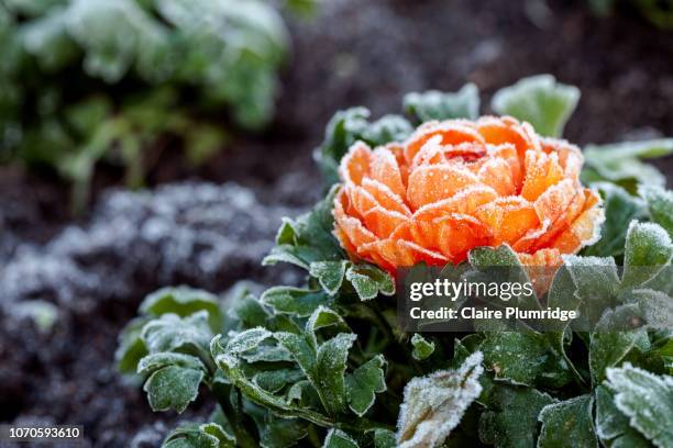 close-up of a gorgeous pink ranunculus on a cold frosty morning - geada imagens e fotografias de stock