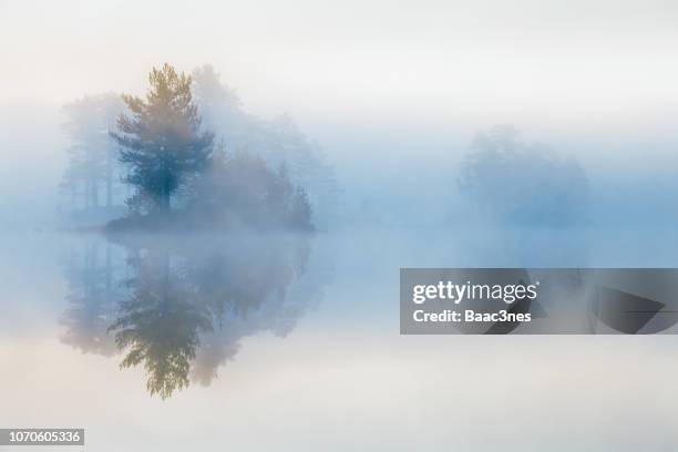 trees in mist - landscape no people concept stock-fotos und bilder