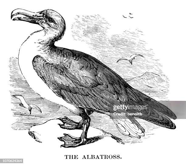 albatross - albatross stock illustrations