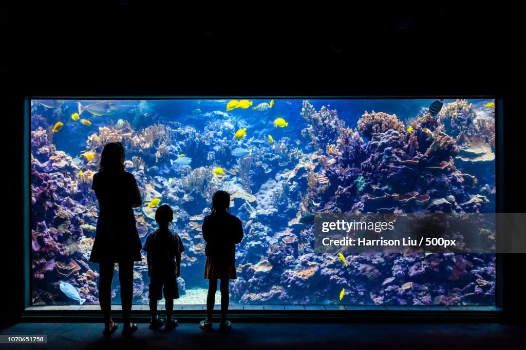 Exploring the Maui Ocean Center