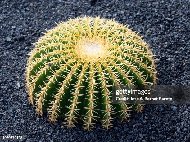 golden barrel cactus (echinocactus grusonii), on a background of volcanic black land. - grusonii stock pictures, royalty-free photos & images