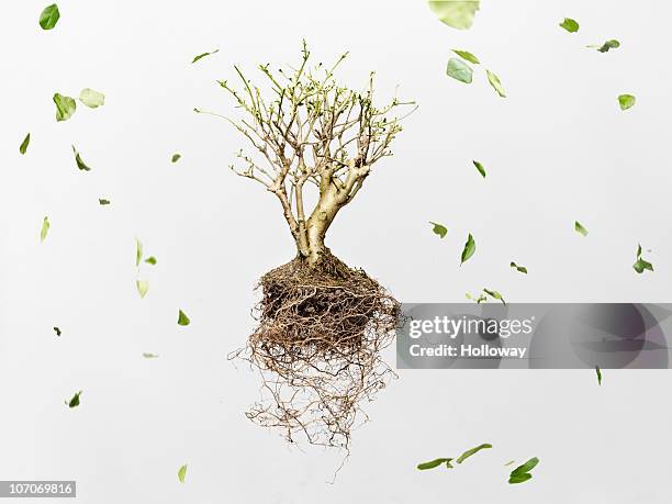 leaves blowing off tiny tree - roots stock pictures, royalty-free photos & images