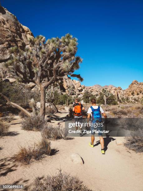 deux randonneurs masculins en passant par un arbre de josué à joshua tree national park - arbre de josué photos et images de collection