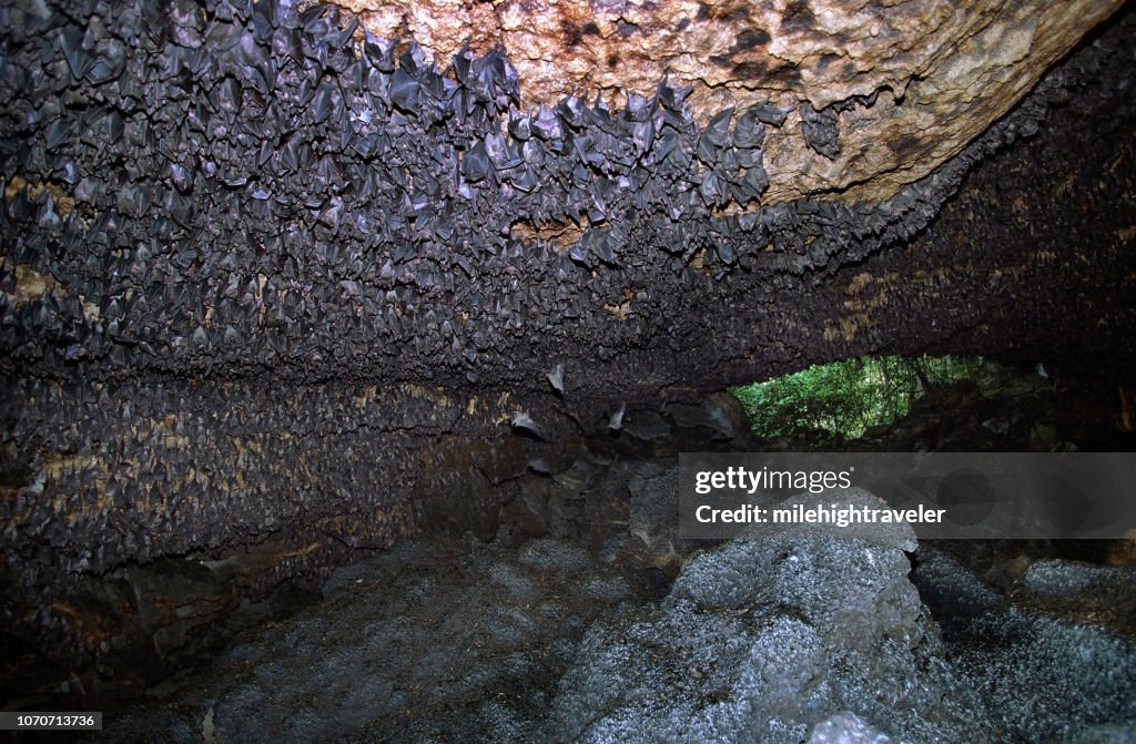 Thousands Egyptian fruit bats cave roosting Queen Elizabeth National Park Uganda