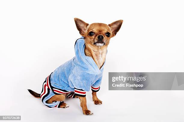 quirky portrait of a teacup chihuahua - chihuahua dog foto e immagini stock