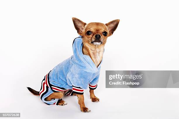 quirky portrait of a teacup chihuahua - chihuahua - dog stockfoto's en -beelden