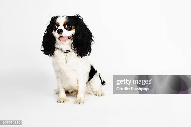 quirky portrait of a cavalier king charles spaniel - perro de aguas fotografías e imágenes de stock