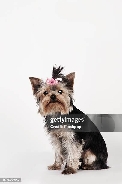 portrait of a yorkshire terrier dog - yorkshire terrier - fotografias e filmes do acervo