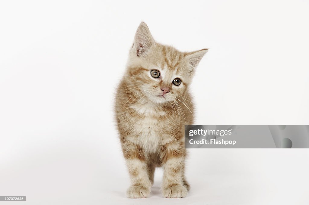 Portrait of a kitten