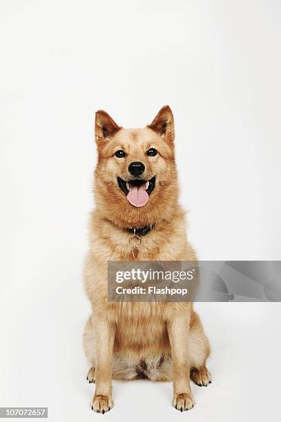 portrait of finnish spitz dog - spitz finlandês imagens e fotografias de stock