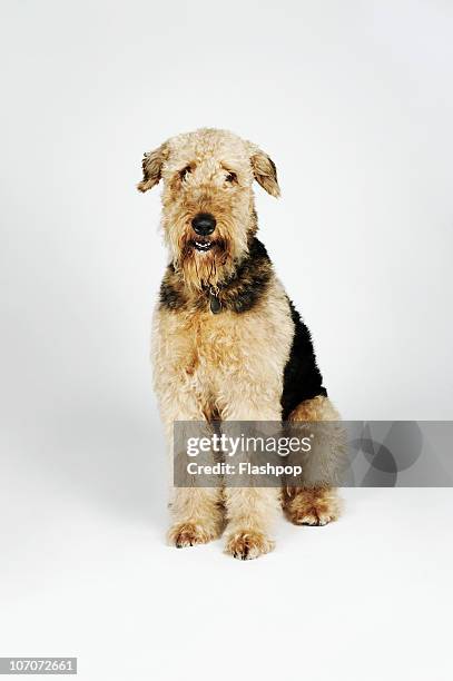 portrait if an airedale terrier - airedale terrier imagens e fotografias de stock