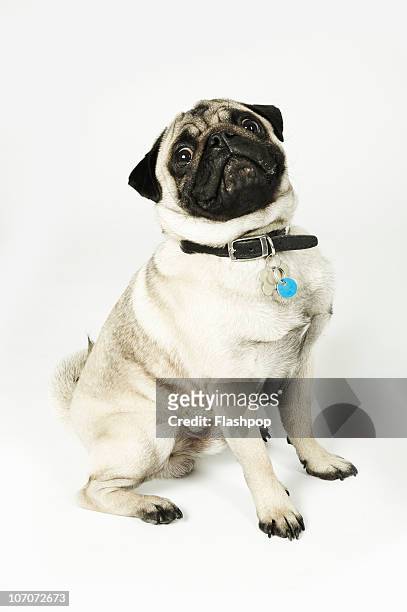 portrait of pug dog - pug fotografías e imágenes de stock