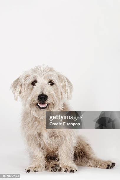 portrait of a glen of imaal terrier dog - terrier stock pictures, royalty-free photos & images