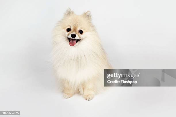 portrait of a pomeranian dog - keeshond stockfoto's en -beelden