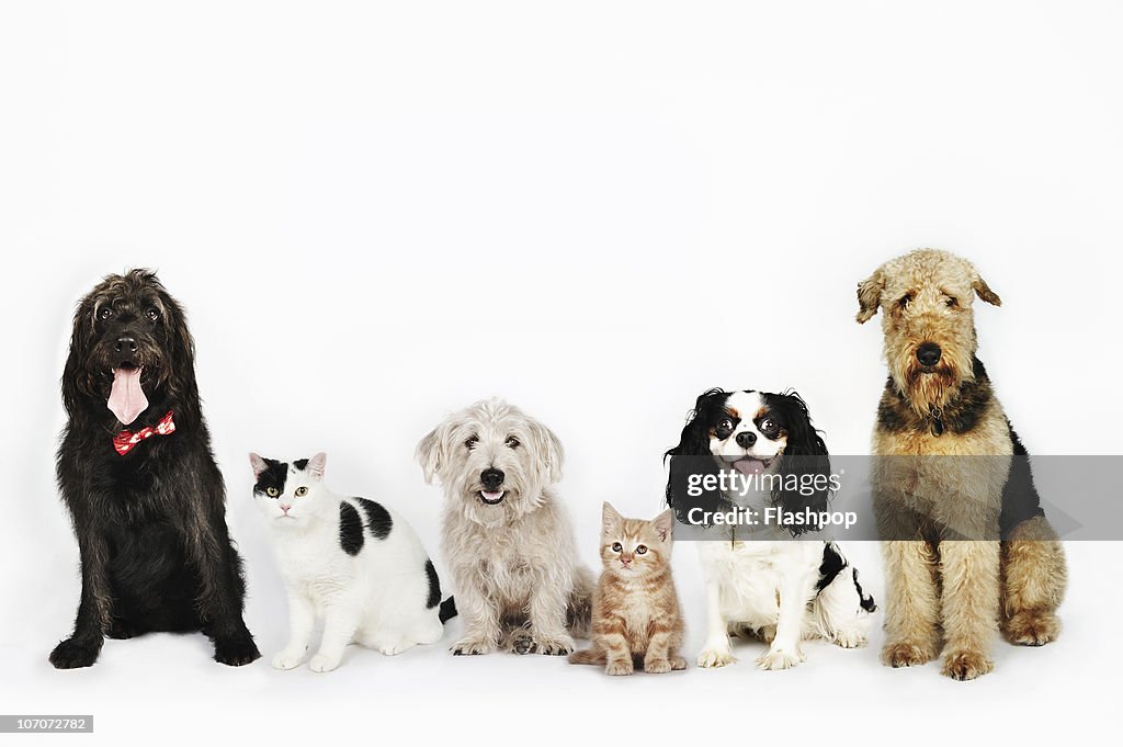 Portrait of cats and dogs sitting together