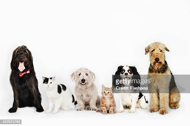 portrait of cats and dogs sitting together - dogs and cats foto e immagini stock