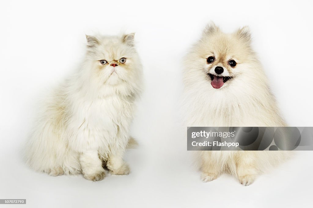 Portrait of a Persian cat and a Pomeranian dog