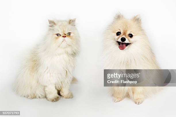portrait of a persian cat and a pomeranian dog - pomeranian stock pictures, royalty-free photos & images