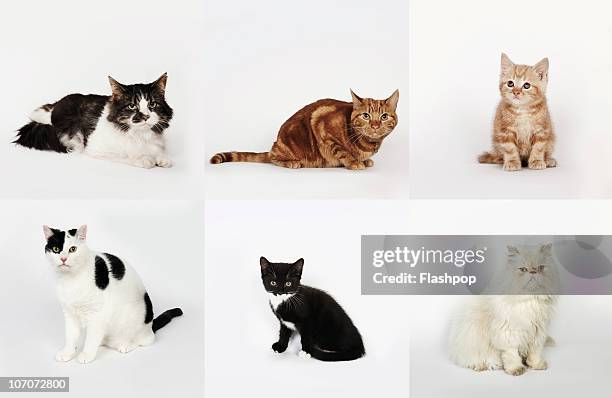 group portrait of cats - cat sitting stock pictures, royalty-free photos & images