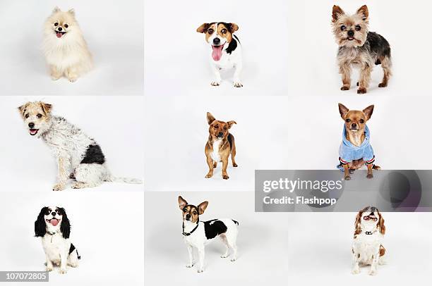 group portrait of dogs - dog coat stock pictures, royalty-free photos & images