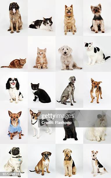 group portrait of cats and dogs - chien et chat photos et images de collection