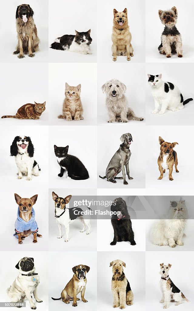 Group portrait of cats and dogs