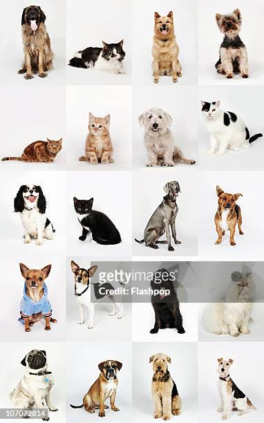 group portrait of cats and dogs - cat sticking out tongue stock pictures, royalty-free photos & images