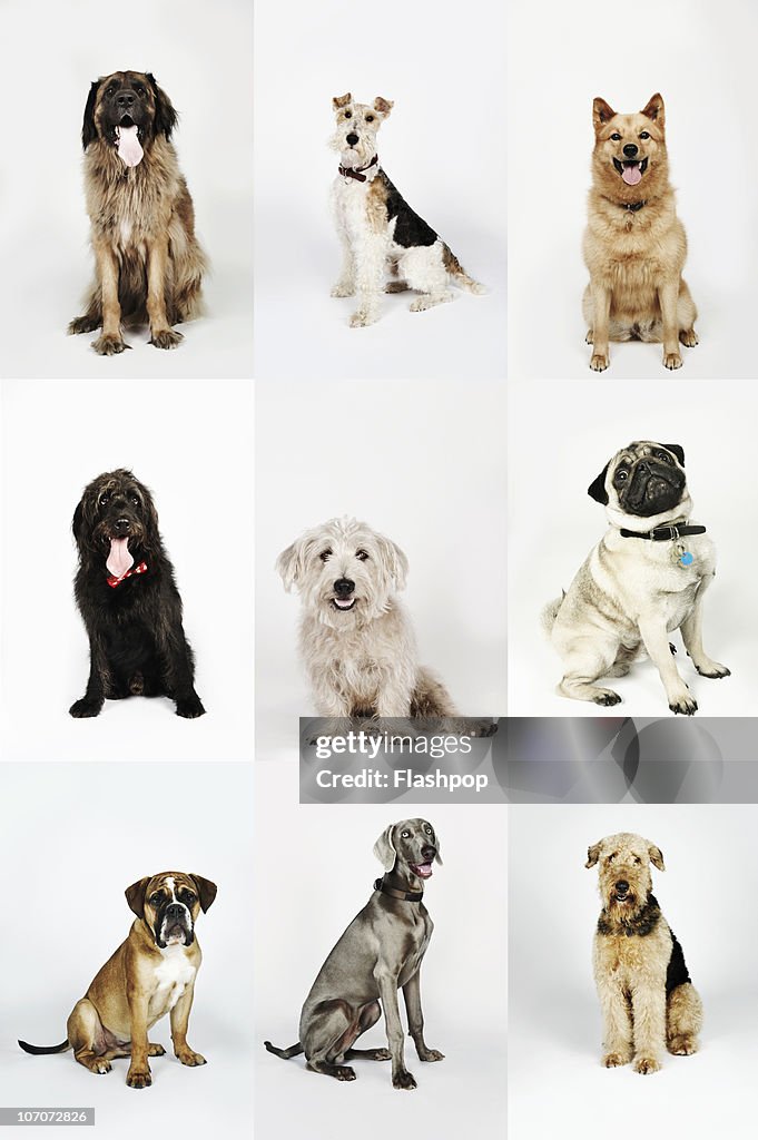 Group portrait of dogs
