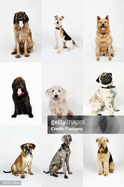 group portrait of dogs - grupo mediano de animales fotografías e imágenes de stock