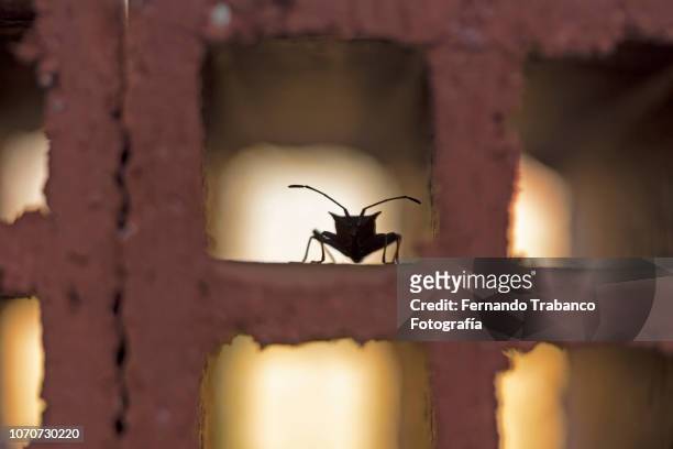 animal inside a brick hole - hémiptère photos et images de collection