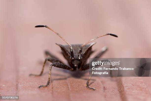 bedbug - chinche fotografías e imágenes de stock