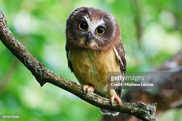 northern saw-whet owl - strix stock pictures, royalty-free photos & images