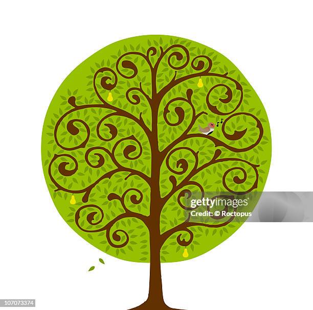 a partridge in a pear tree - pear tree stock illustrations