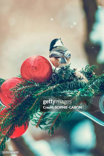 christmas bird, - chickadee stock pictures, royalty-free photos & images