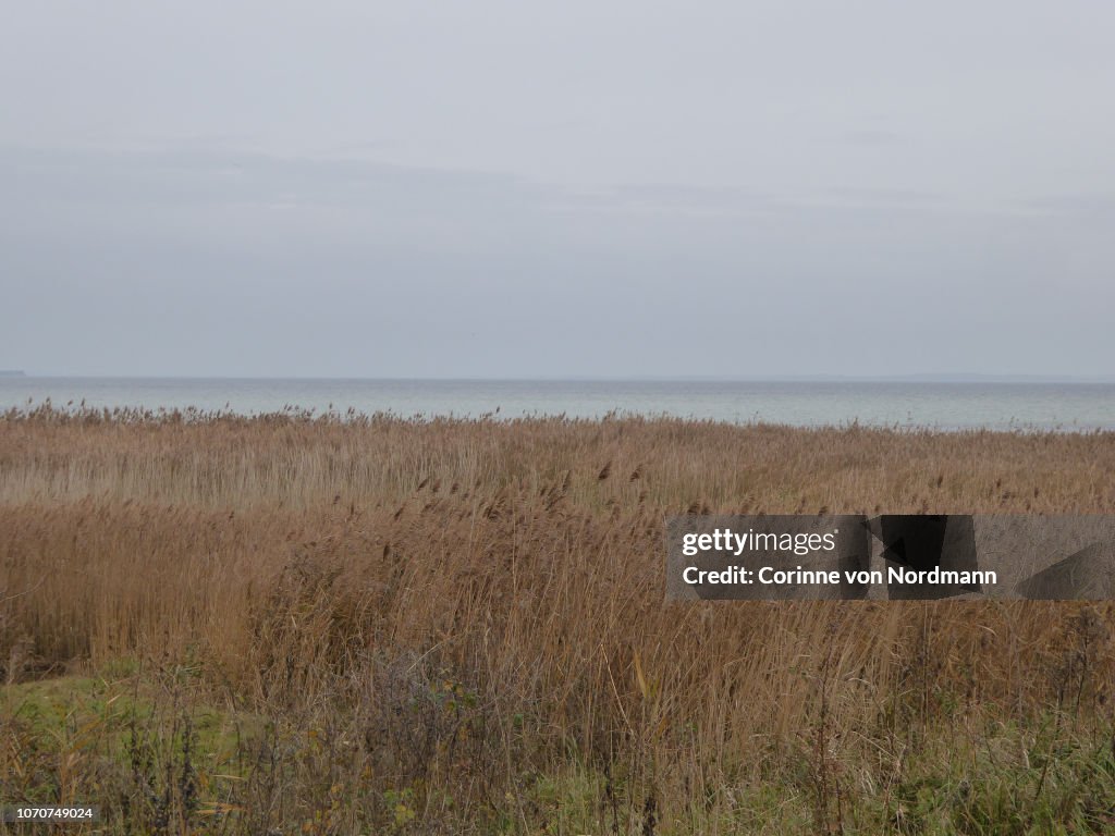 Overcast Grassy Coastline with Reeds