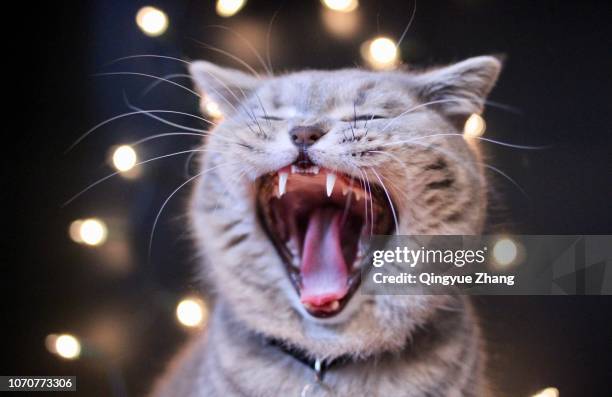 oh so sleepy - yawning stock pictures, royalty-free photos & images