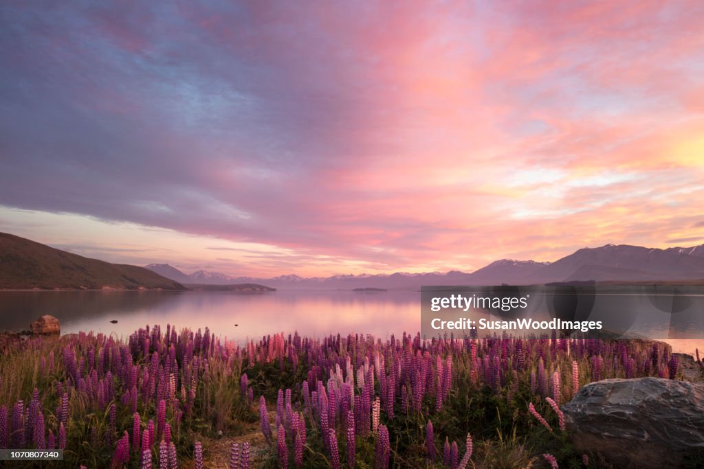 Frühling Lupinen bei Sonnenaufgang. Lake Tekapo, Neuseeland