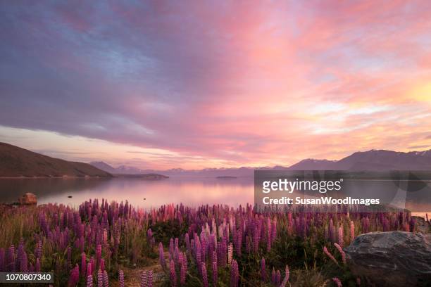 altramuces primavera al amanecer. lake tekapo, nueva zelanda - sunrise and sky fotografías e imágenes de stock